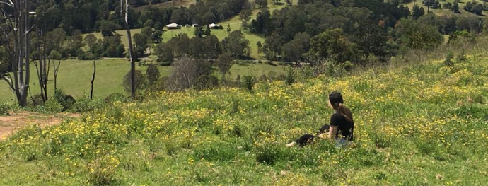 Glistening gold in the Aussie countryside