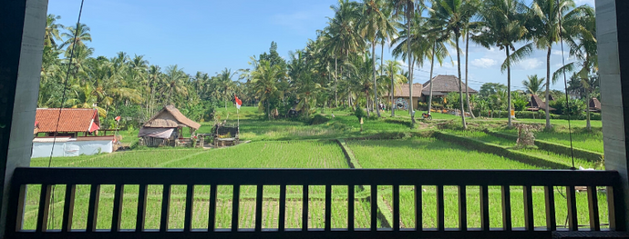 Living in Balinese rice fields for a month