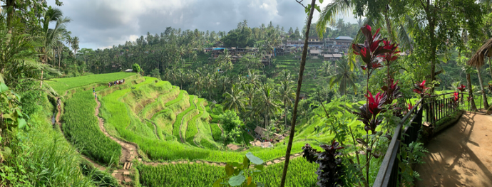 Vibrant greens & jungle swings at Tegallalang Rice Terrace