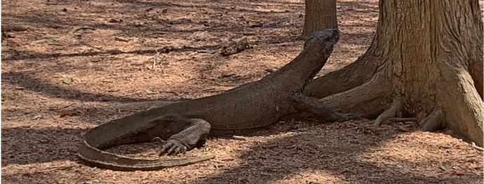 Back in time at Komodo National Park